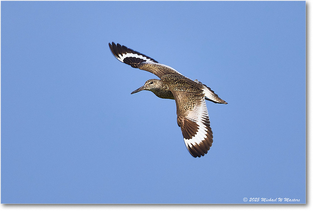 Willet_Assateague_2025Jun_R5D02011