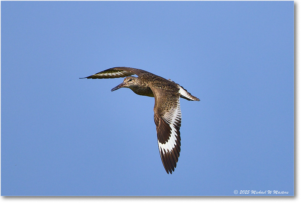 Willet_Assateague_2025Jun_R5D02016