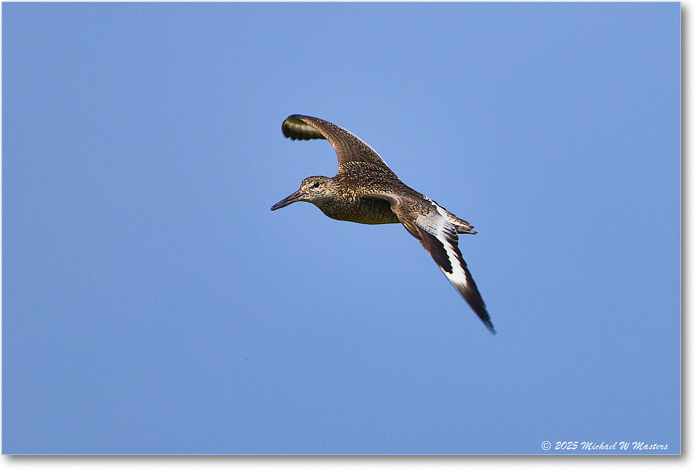 Willet_Assateague_2025Jun_R5D02017