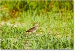 Willet_Assateague_2025Jun_R5D01684