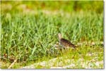 Willet_Assateague_2025Jun_R5D01685