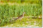 Willet_Assateague_2025Jun_R5D01686