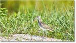 Willet_Assateague_2025Jun_R5D01772