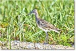 Willet_Assateague_2025Jun_R5D01783