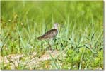 Willet_Assateague_2025Jun_R5D01990