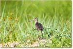 Willet_Assateague_2025Jun_R5D01992