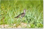 Willet_Assateague_2025Jun_R5D01996