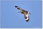 Willet_Assateague_2025Jun_R5D02011