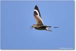 Willet_Assateague_2025Jun_R5D02014