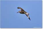 Willet_Assateague_2025Jun_R5D02017