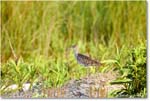 Willet_Assateague_2025Jun_Willet_Assateague_2025Jun_R5D01693