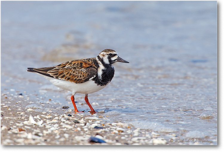 2000May_RuddyTurnstone_Assateague_E0K0759