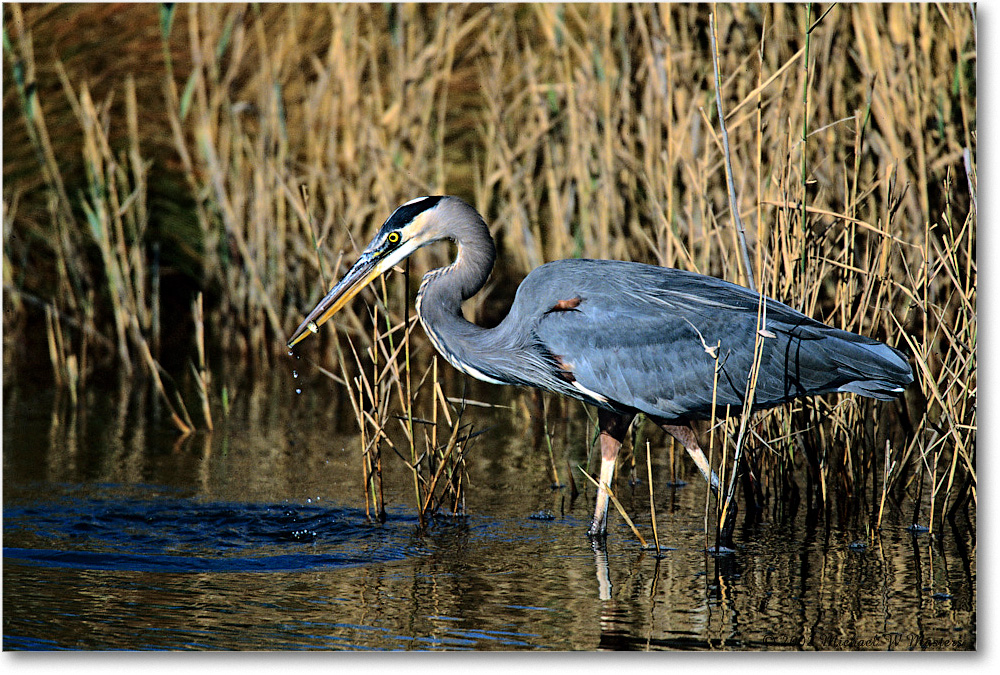 2002Nov_GreatBlueHeron&Fish_ChincoNWR-r_F21