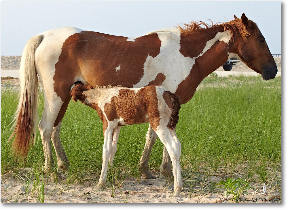 2010Jun_Pony&Foal_Assateague_D4A0867