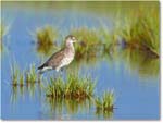 2012June_Willet-ChincoNWR-D4B2092 copy