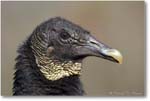 Black-Vulture-Portrait-Y2F7597