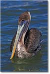 Brown Pelican Juvenile_Y2F6842
