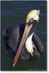 Brown-Pelican-Adult-Y2F7040