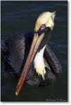 Brown-Pelican-Adult_Y2F7040-dark