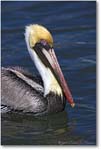 Brown-Pelican-Adult_Y2F7227