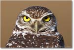 Burrowing-Owl-Face_E0K6619