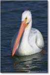 White-Pelican-Y2F6913