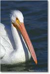 White-Pelican-Y2F7125