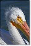White-Pelican-Y2F7139