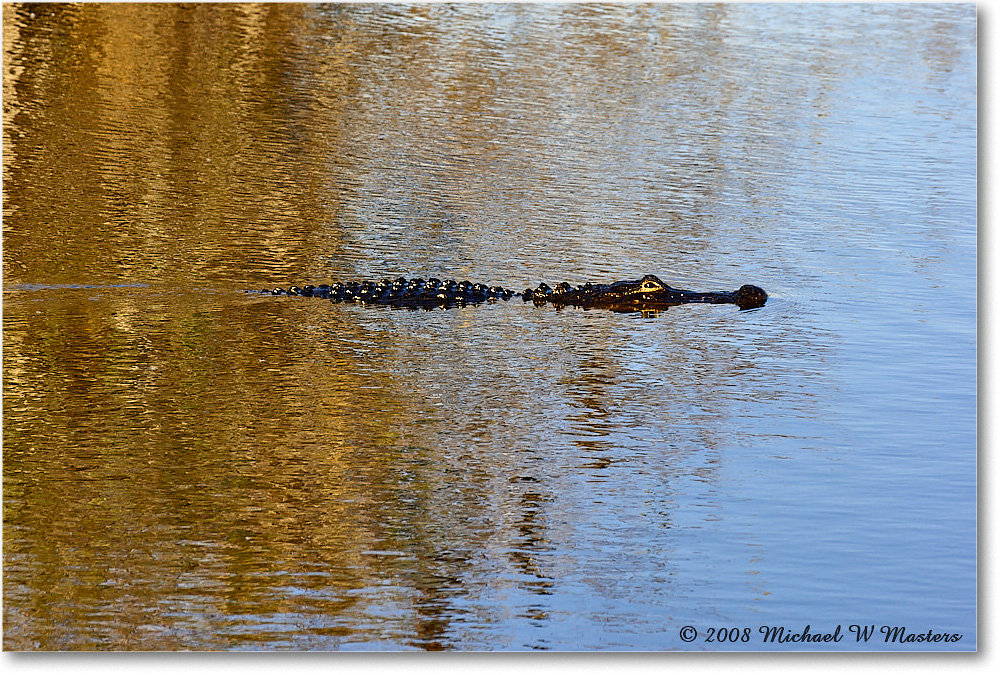 Alligator_AnhingaTrail_2008Jan08JA2024 copy