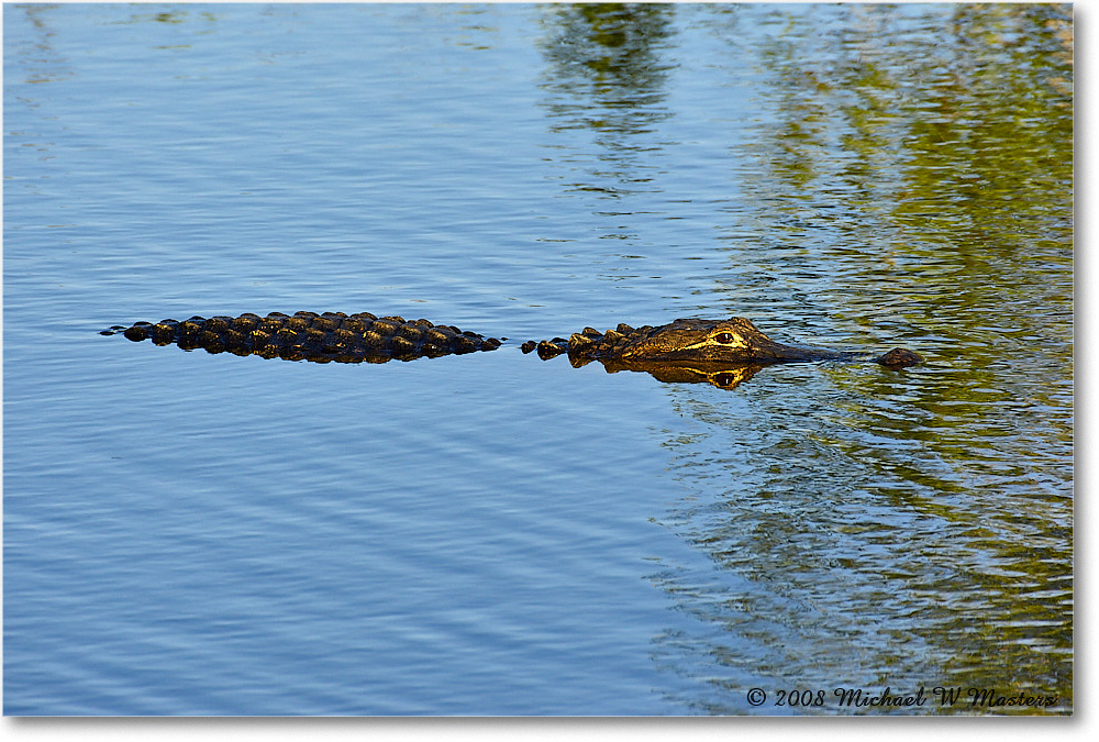 Alligator_AnhingaTrail_2008Jan08JA2039 copy