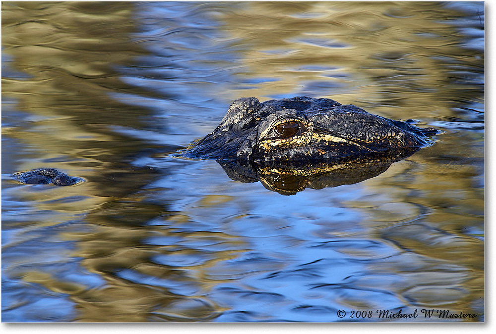 Alligator_AnhingaTrail_2008Jan_E0K8609 copy