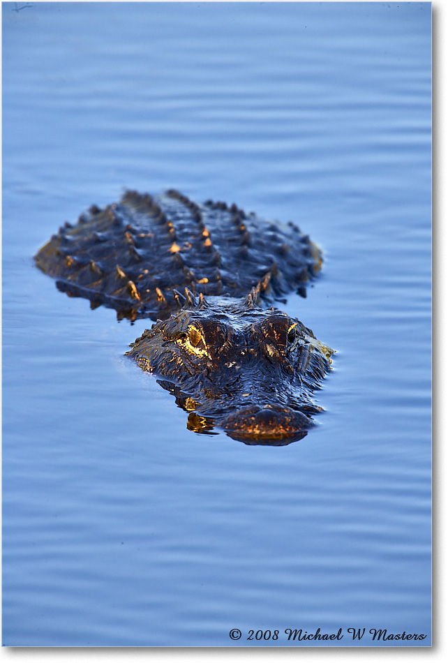 Alligator_AnhingaTrail_2008Jan_E0K8620 copy