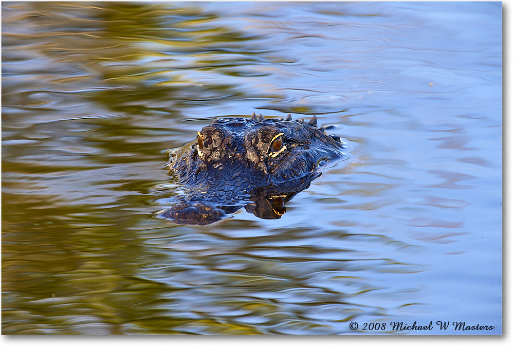 Alligator_AnhingaTrail_2008Jan_E0K8634 copy