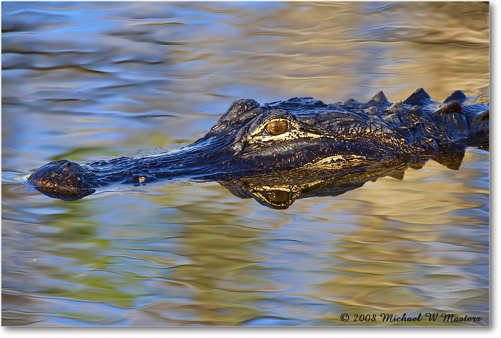 Alligator_AnhingaTrail_2008Jan_E0K8639 copy