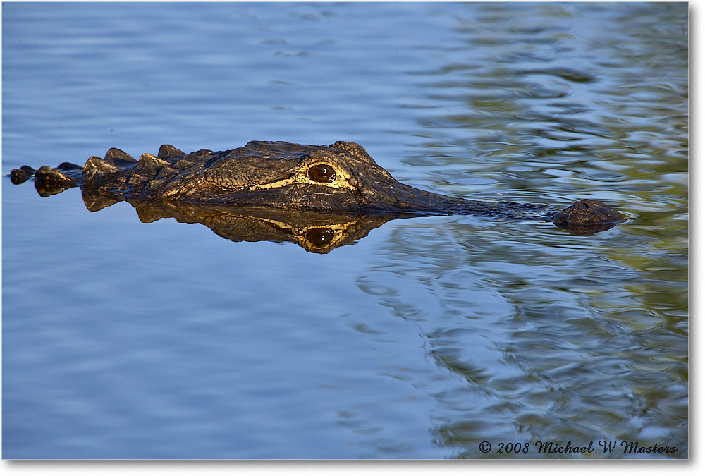 Alligator_AnhingaTrail_2008Jan_E0K8646 copy