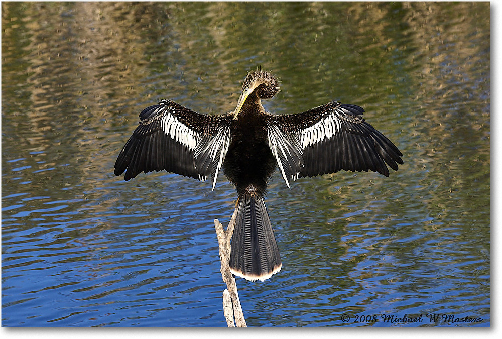 Anhinga_AnhingaTrail_2008Jan08JA1906 copy