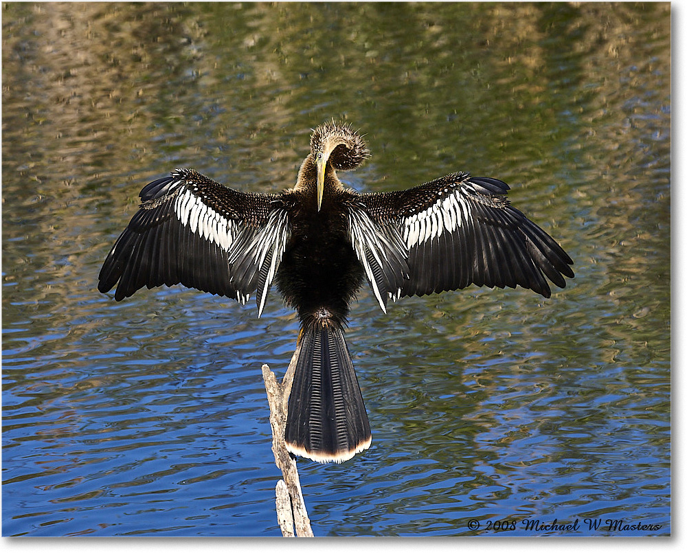 Anhinga_AnhingaTrail_2008Jan08JA1907 copy