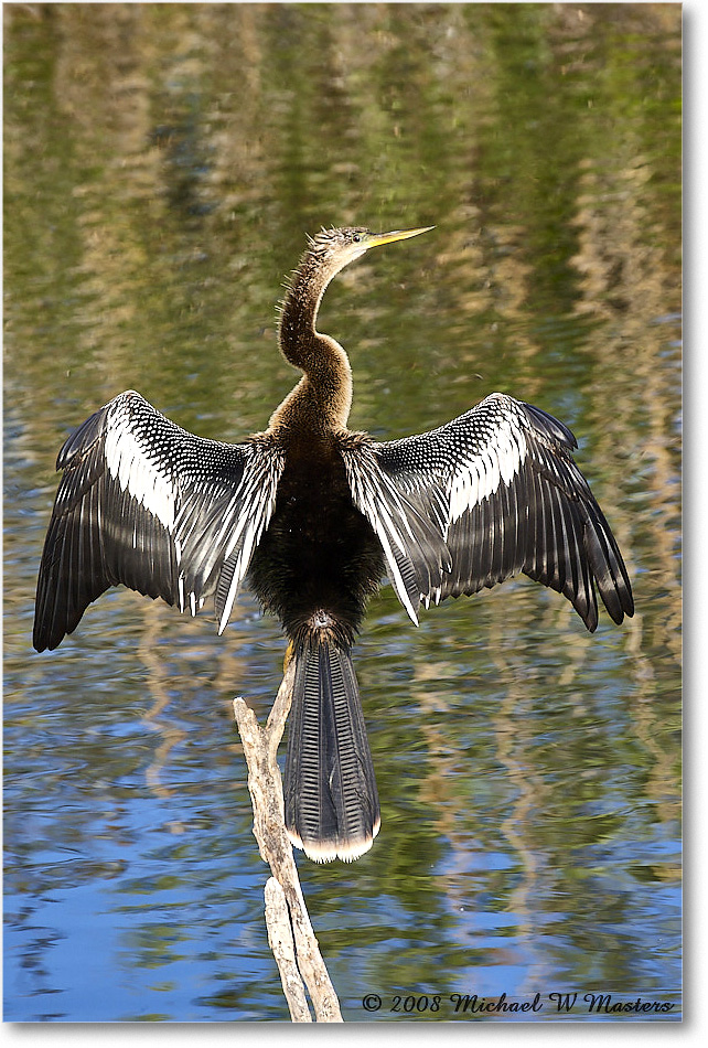 Anhinga_AnhingaTrail_2008Jan08JA1939 copy