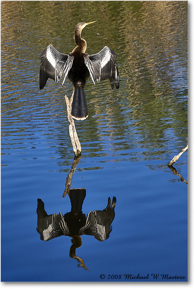 Anhinga_AnhingaTrail_2008Jan08JA1965 copy