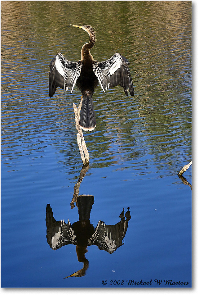 Anhinga_AnhingaTrail_2008Jan08JA1970 copy