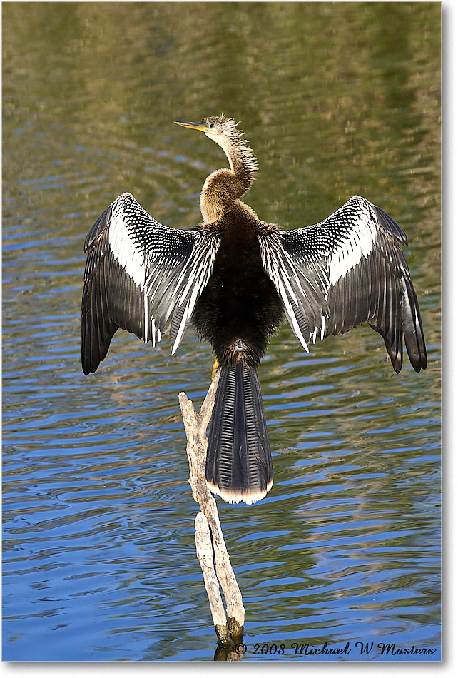 Anhinga_AnhingaTrail_2008Jan08JA1986 copy