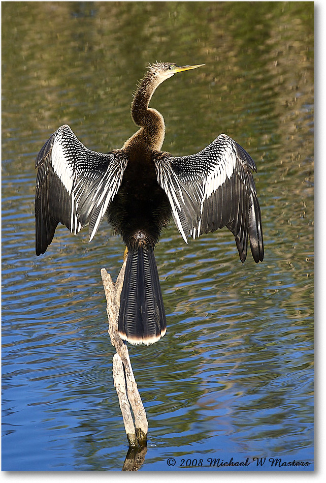 Anhinga_AnhingaTrail_2008Jan08JA2017 copy