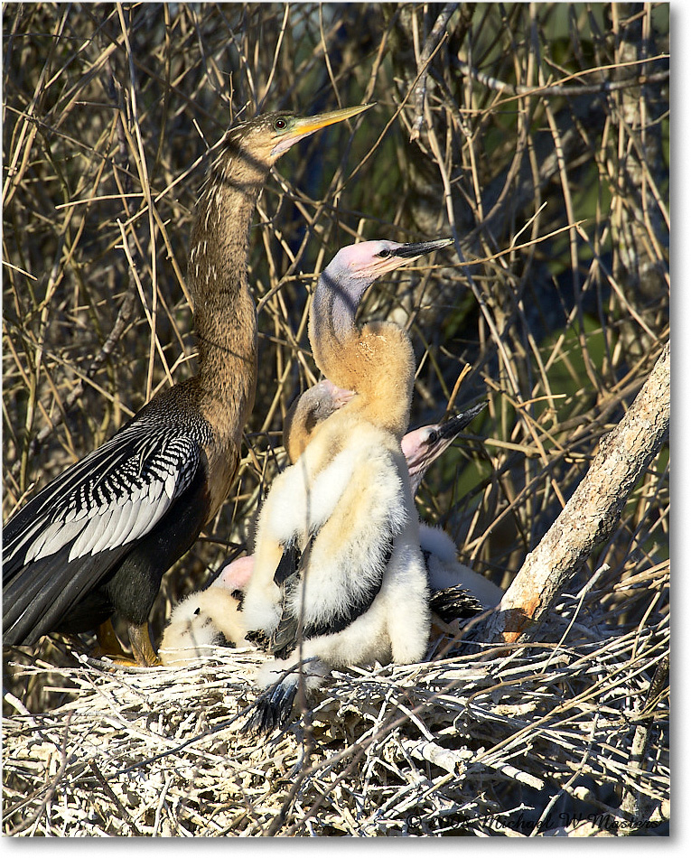 Anhinga_AnhingaTrail_2008Jan_E0K8624 copy