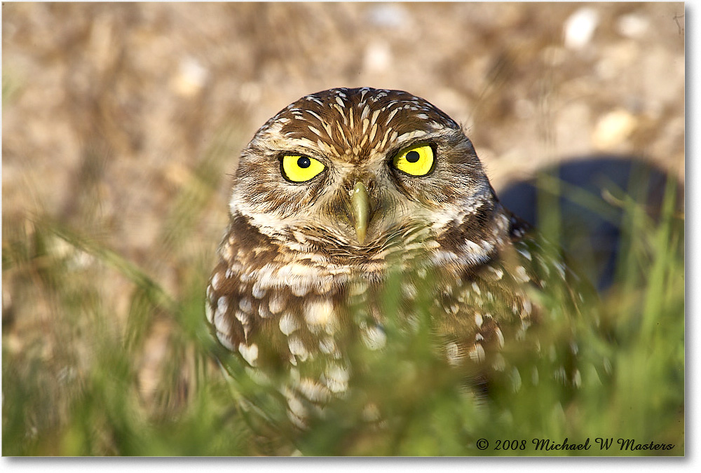 BurrowingOwl_CapeCoral_2008Jan_E0K7067 copy