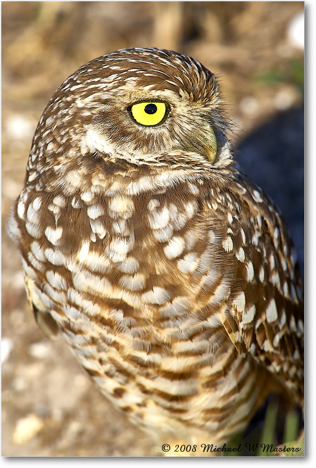 BurrowingOwl_CapeCoral_2008Jan_E0K7086 copy