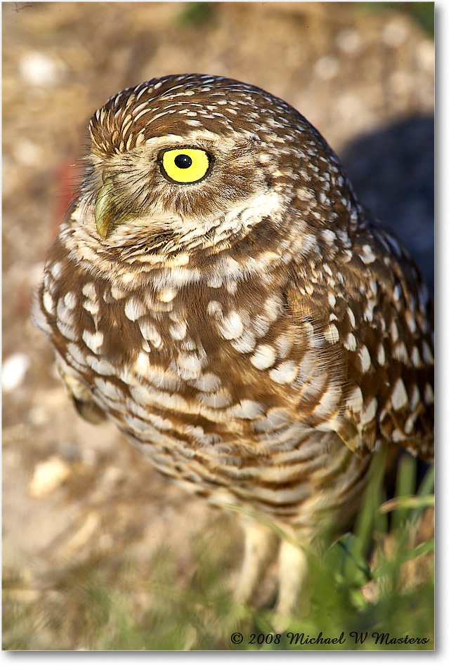 BurrowingOwl_CapeCoral_2008Jan_E0K7156 copy