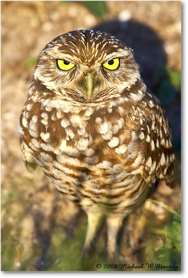 BurrowingOwl_CapeCoral_2008Jan_E0K7232 copy