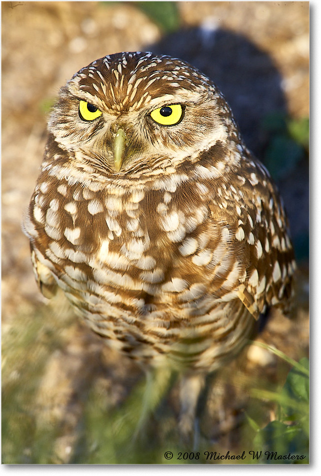 BurrowingOwl_CapeCoral_2008Jan_E0K7249 copy