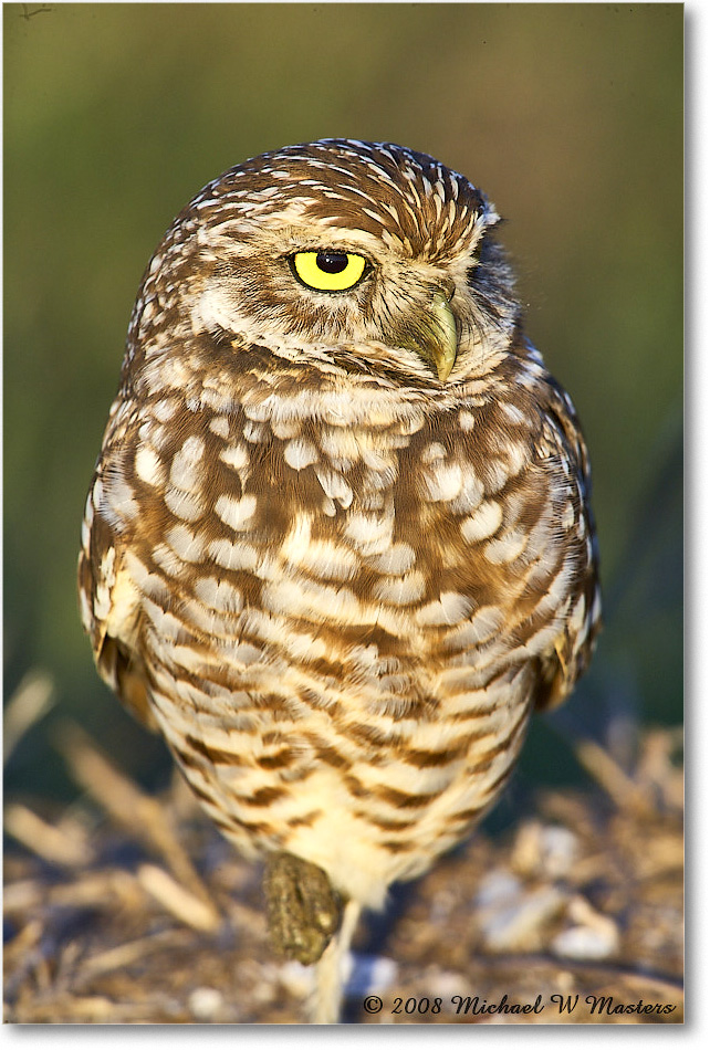 BurrowingOwl_CapeCoral_2008Jan_E0K7301 copy