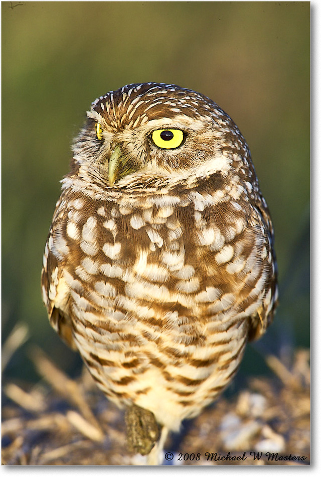 BurrowingOwl_CapeCoral_2008Jan_E0K7307 copy